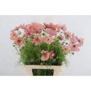 COSMOS BIPINNATUS