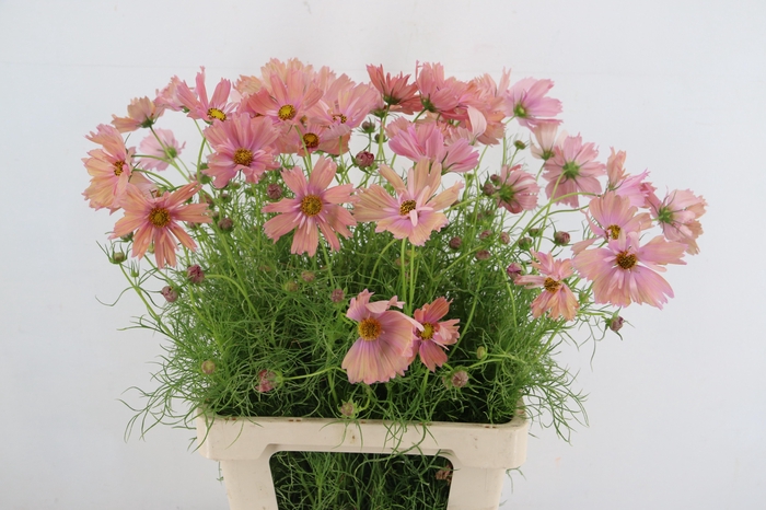 <h4>COSMOS BIPINNATUS</h4>