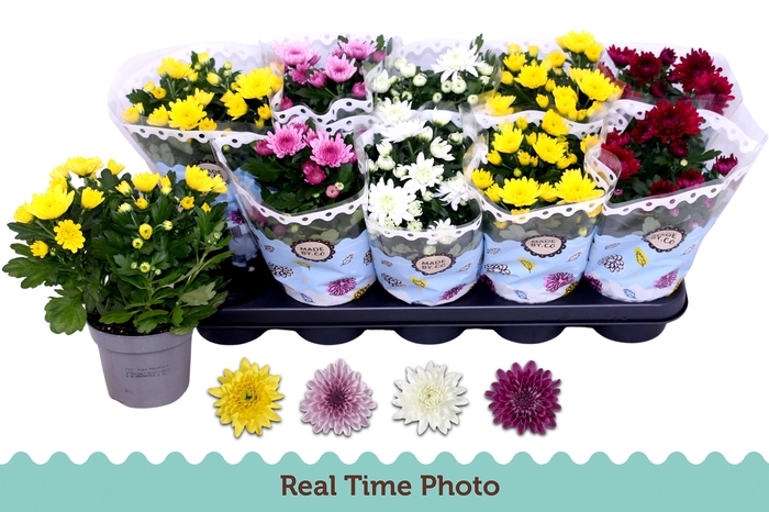 <h4>CHRYS GEVULDBL GEM</h4>