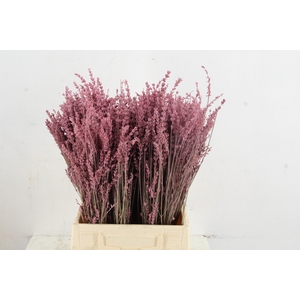 DF Lavender Bs Pink