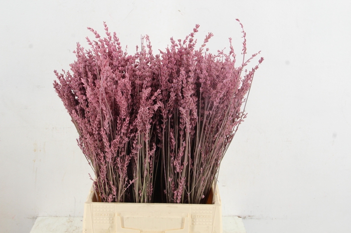 <h4>DF Lavender Bs Pink</h4>