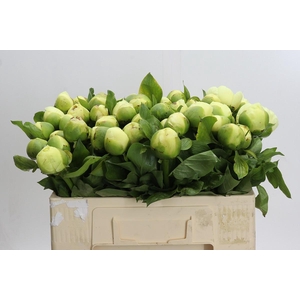 Paeonia Lemon Chiffon