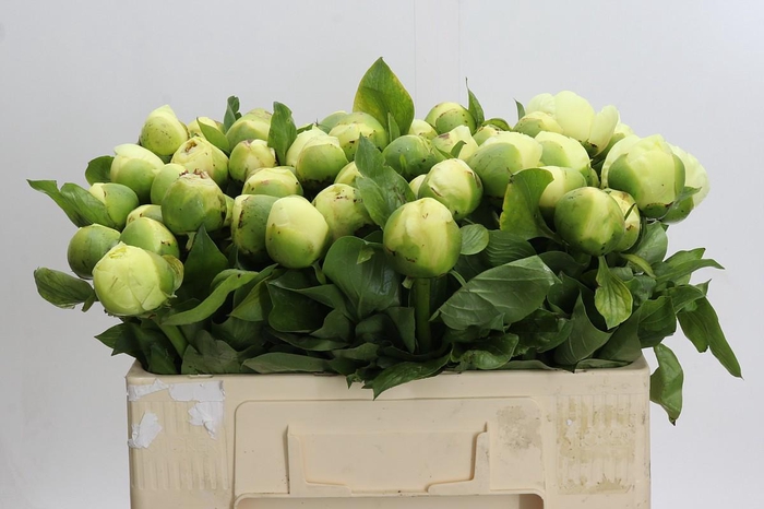 Paeonia Lemon Chiffon