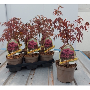 Acer palmatum 'Atropurpureum'