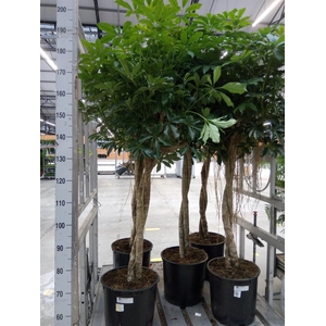 Schefflera arbor. 'Compacta'