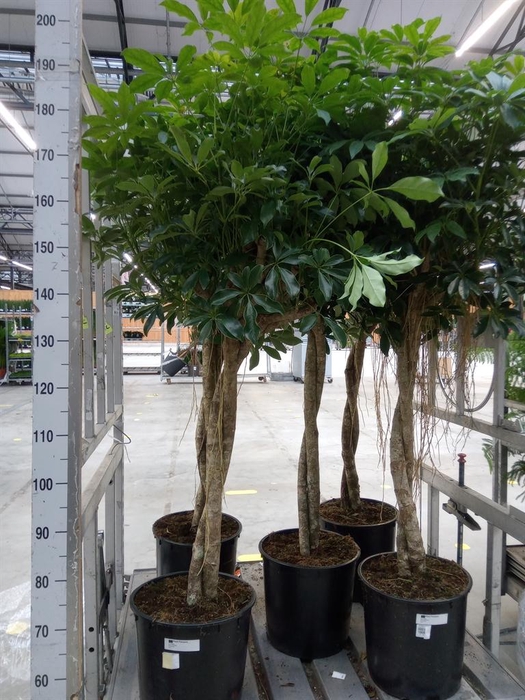 <h4>Schefflera arbor. 'Compacta'</h4>