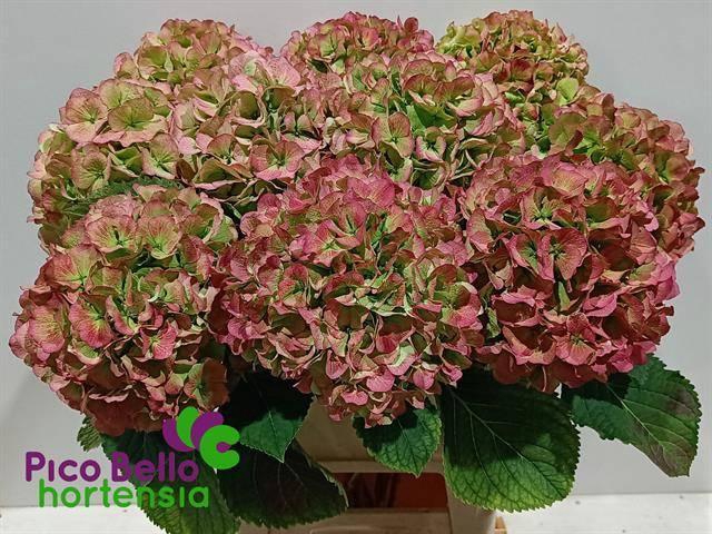 <h4>Hydr M Ch Verena Cl</h4>