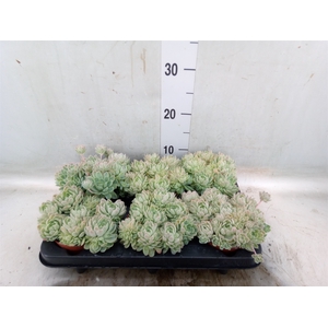 Echeveria elegans
