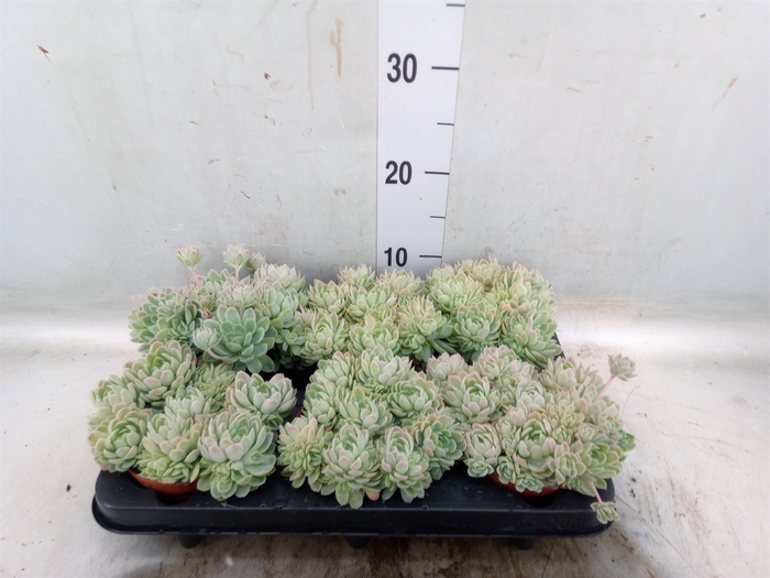 <h4>Echeveria elegans</h4>