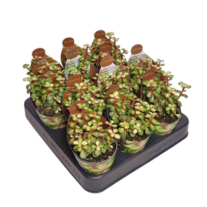 PORTULAC A VARIEGATA