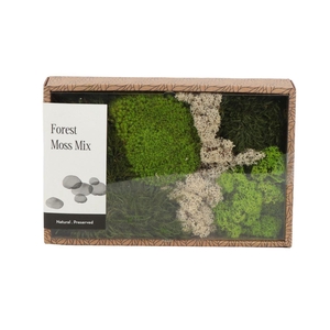 Forest Moss Mix Gepreserveerd - Box M
