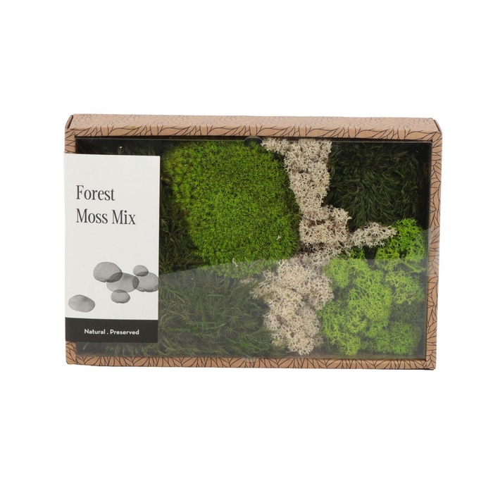 <h4>Forest Moss Mix Gepreserveerd - Box M</h4>