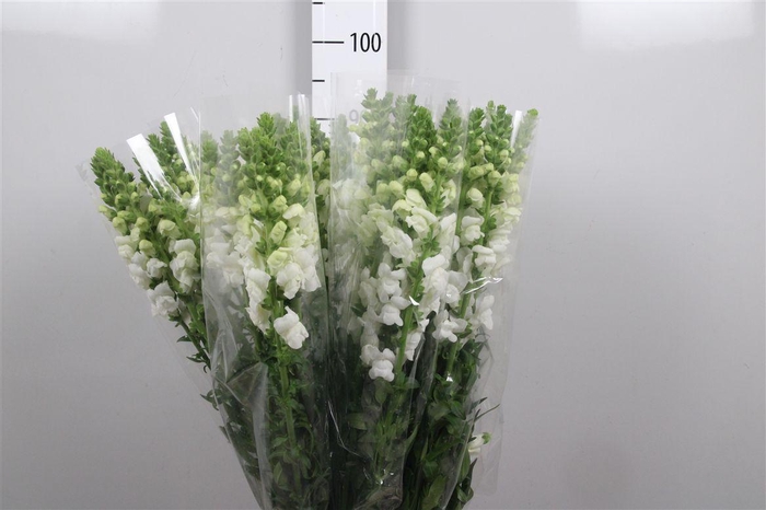 <h4>Antir It. White</h4>