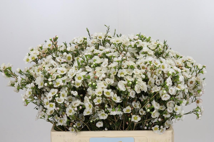 <h4>Chamelaucium Rhiannon</h4>