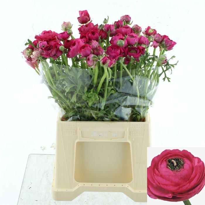 <h4>RAN EL HOT PINK</h4>