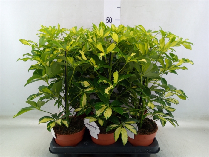 <h4>Schefflera arbor. 'Gerda'</h4>