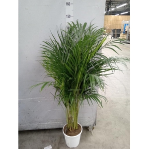 Dypsis lutescens   ...Chrysalidoca