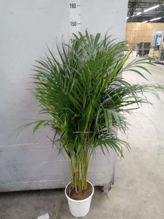 <h4>Dypsis lutescens   ...Chrysalidoca</h4>