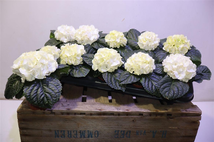 <h4>arr8 Hydr M Hi Ice</h4>