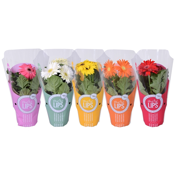 <h4>Gerbera gemengd</h4>