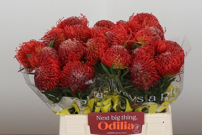 <h4>LEUCO CO SUCCESSION</h4>