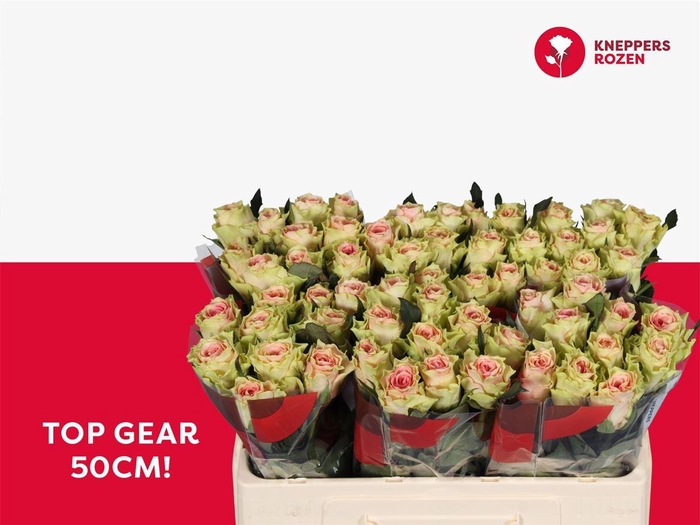 <h4>R Gr Top Gear!</h4>