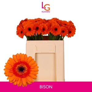 GE MI BISON