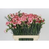 Dianthus Tr Minuetto