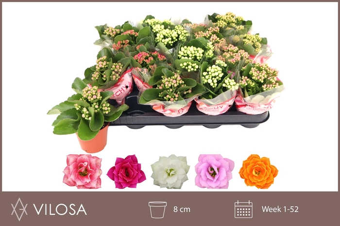 <h4>KAL GE GEM 5 KL</h4>