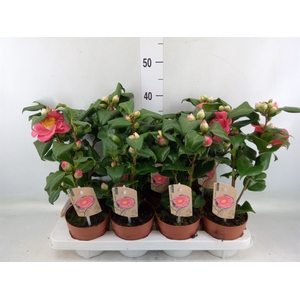 Camellia japonica 'Dr King'