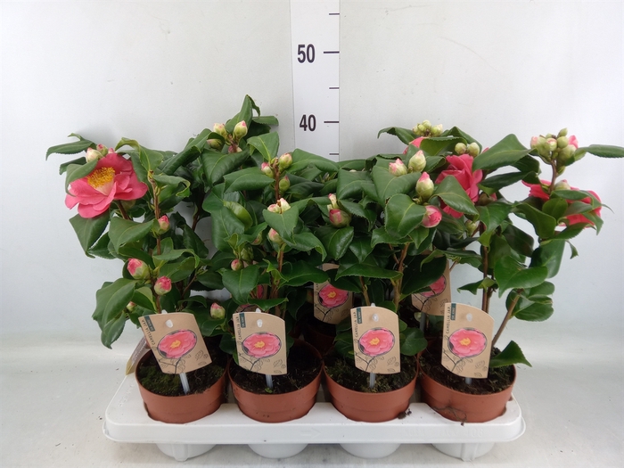 <h4>Camellia japonica 'Dr King'</h4>