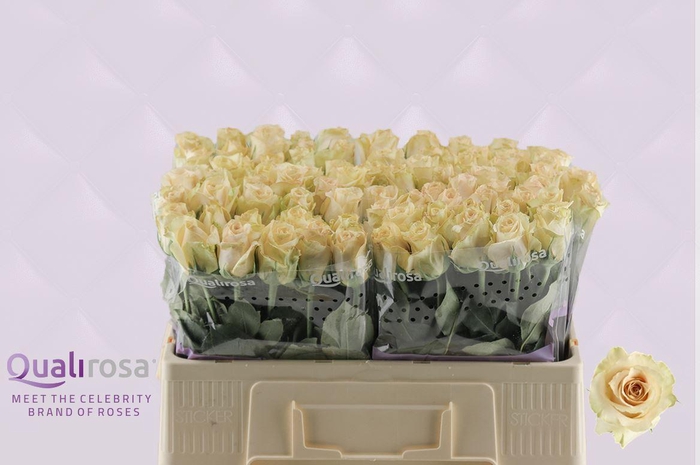 <h4>R Gr Quicksand</h4>