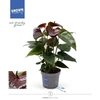 Anthurium Andreanum bordeaux Essencia