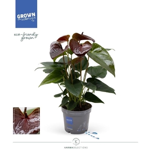 Anthurium Andreanum bordeaux Essencia