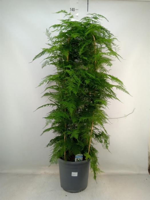 <h4>Asparagus setaceus</h4>