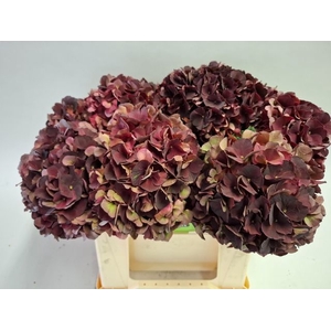 Hydrangea mag dark ruby classic