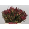 Leucadendron Fireglow Spray