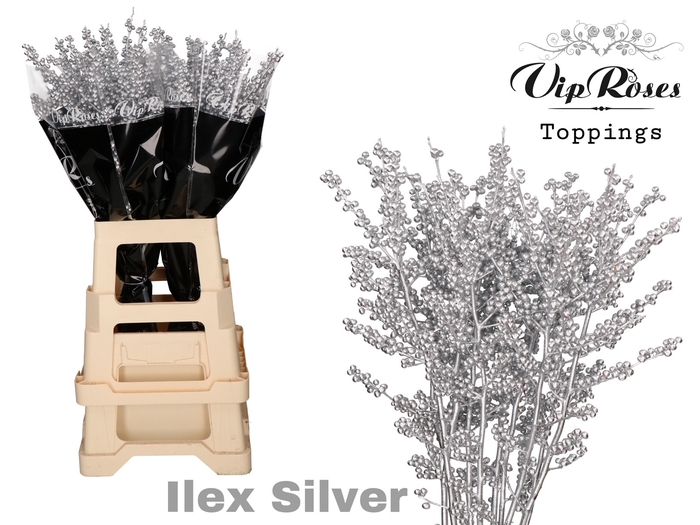 ILEX SILVER 70 cm
