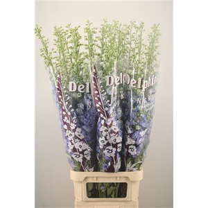 Delph Du Noa Pale Blue