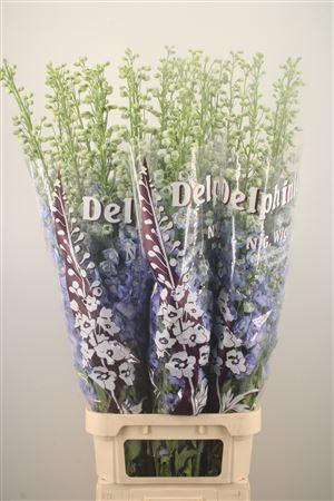 <h4>Delph Du Noa Pale Blue</h4>