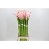 Zantedeschia Eydolls Pink