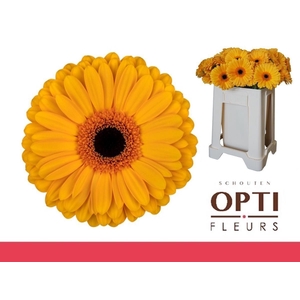 Gerbera Oaklyn Water / Hoes