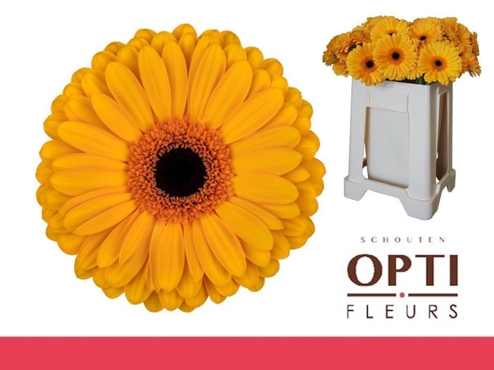 <h4>Gerbera Oaklyn Water / Hoes</h4>