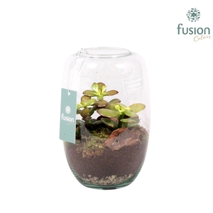 Green Bottle Isabella small met succulenten