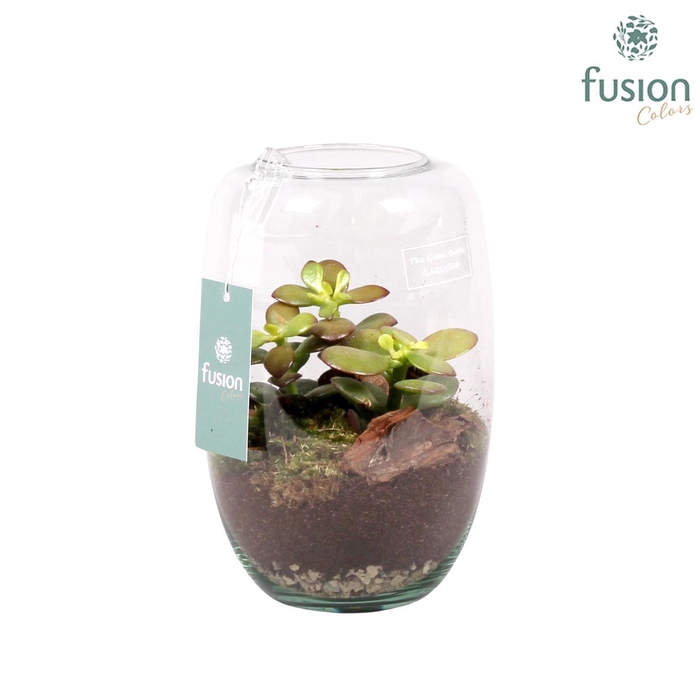 <h4>Green Bottle Isabella small met succulenten</h4>