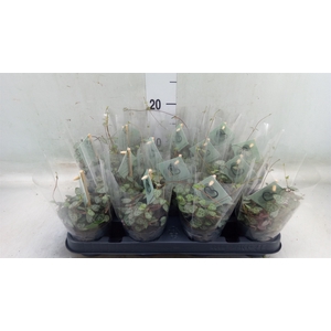 Ceropegia woodii ssp. woodii