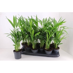 DYPSIS LUTESCENS