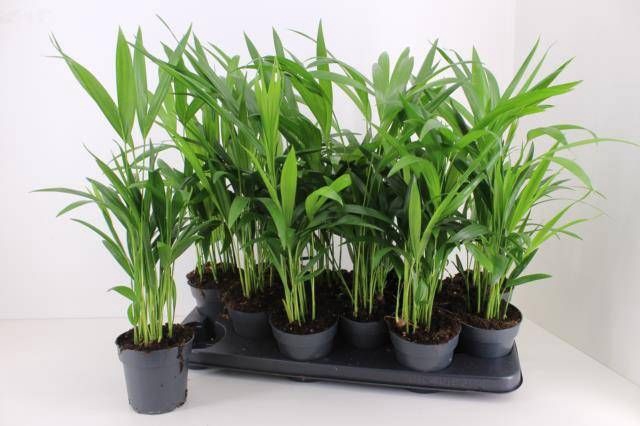 <h4>DYPSIS LUTESCENS</h4>