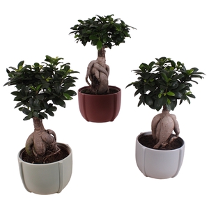 Ficus m. Ginseng Ball Shape Ø18cm in Ø21cm Ceramic CC461