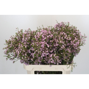 Chamelaucium Dancing Queen